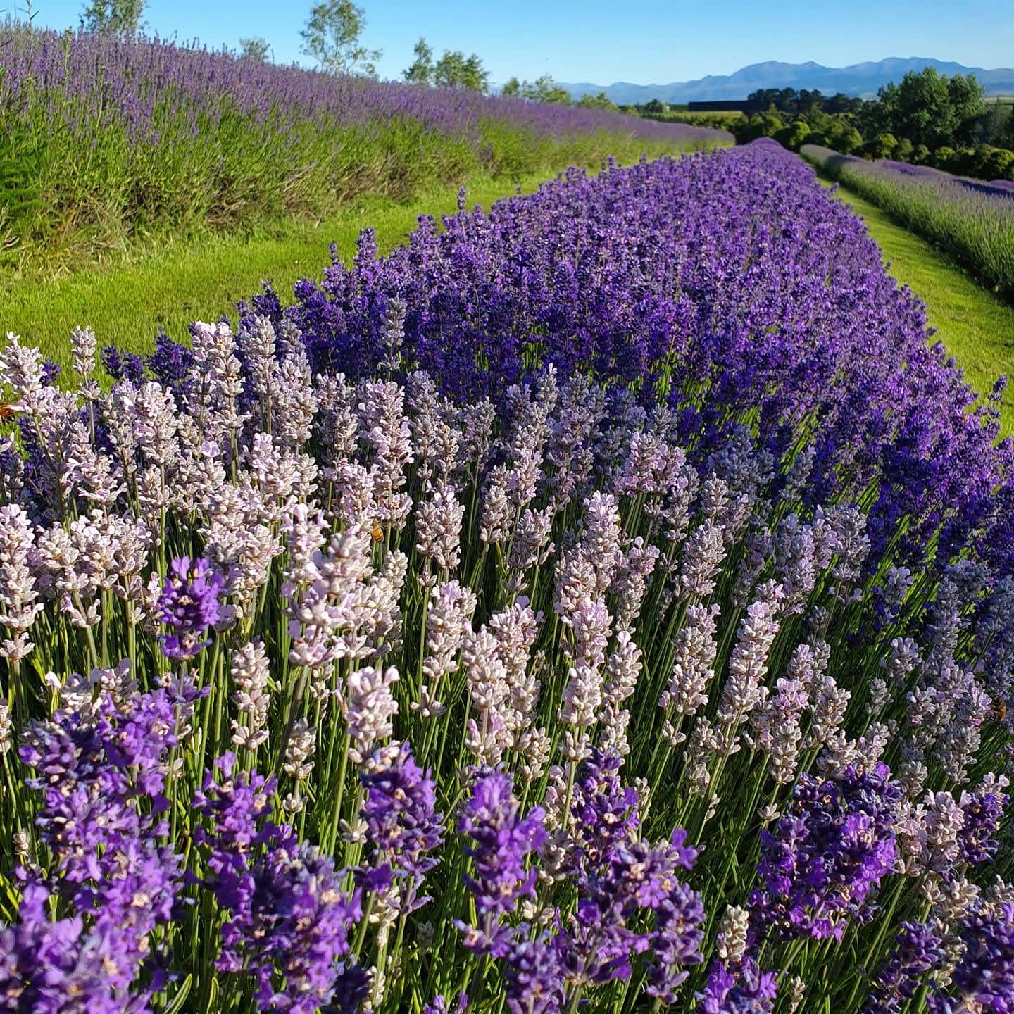 Load video: This is Limestone Valley Estate, our lavender, truffle and olive farm, in South Canterbury in New Zealand&#39;s South Island.  This is where we grow and harvest our lavender by hand and produce our own lavender essential oils. We use these in our range of quality, natural lavender products. Locals can stop by our shop, or can come and stay in our beautiful American barn farmstay with stunning views of our sculpture gardens and the mountains beyond - https://airbnb.com/h/limestonevalleyestate